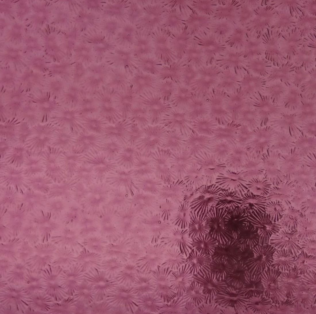 WM 135 Florentine ±20x30cm