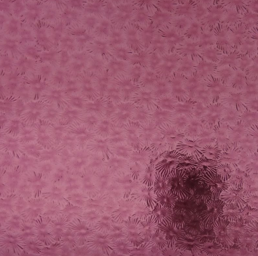 WM 135 Florentine ±20x30cm