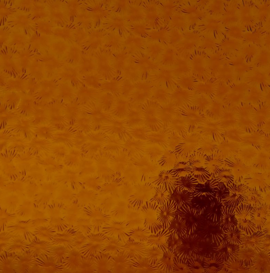 WM 310 Florentine ±20x30cm